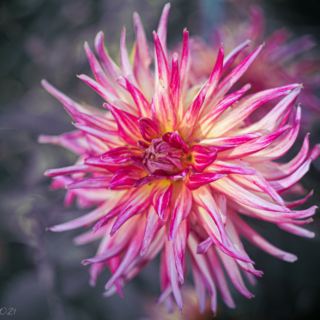 Electric Dahlia