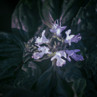Basil flowers