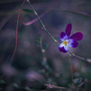 Tri-colour viola, Johnny Jump-up