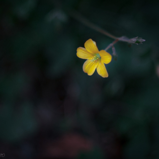 Wood Sorrel