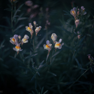 Snapdragon flowers