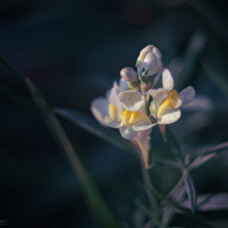 Toadflax, snapdragon