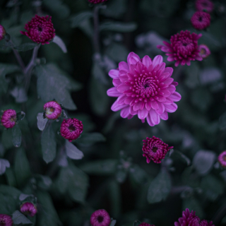 Chrysanthemums