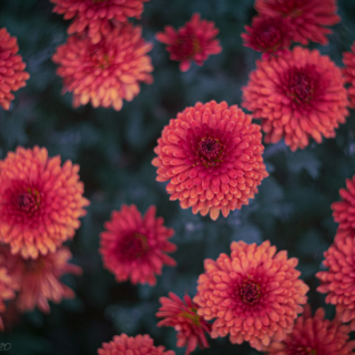 Chrysanthemums