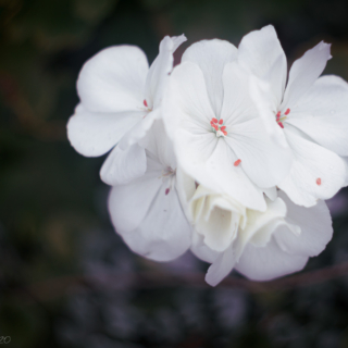 Pelargonium