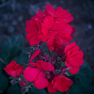 Red Palargonium