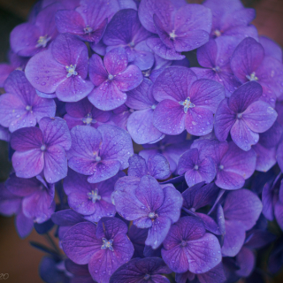 Blue hydrangea