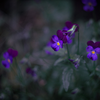 Johnny Jump-ups, violas