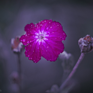 Dianthus After Rain