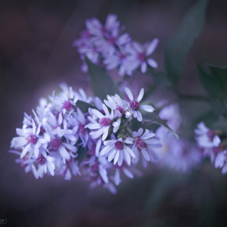 Pink Centred Asters