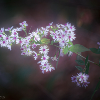 Pink Centered Asters