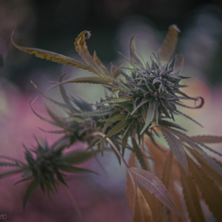 Cannabis Sativa
