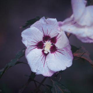 Rose of Sharon