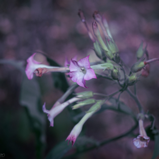 Nicotiana