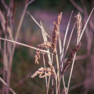 Rice stalks