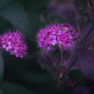 Spirea Japonica