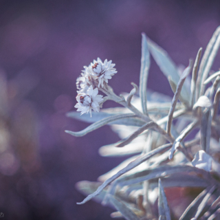 Pearly Everlastings