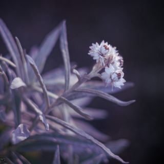 Pearly Everlasting flowers