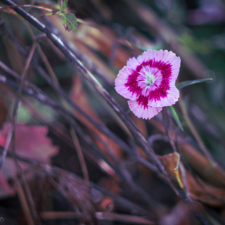 Sweet William, Dianthus