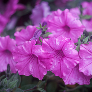 Pink Petunia