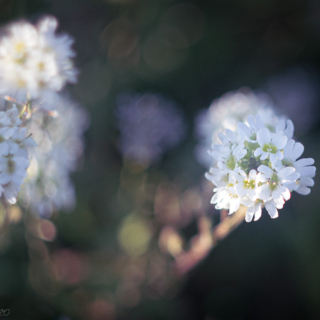 Hoary Allysum
