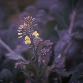 Broccoli flower