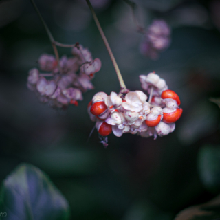 Euonymus japonica