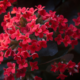 Kalanchoe