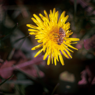 Sowthistle with bee