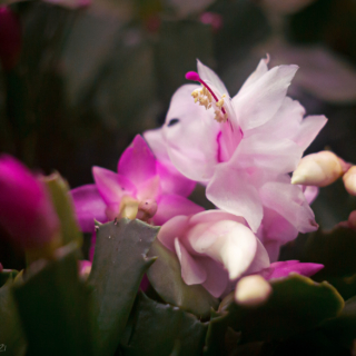 Christmas cactus
