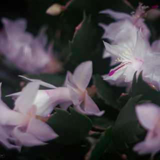 Schlumbergera