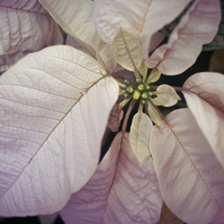 Pale poinsettia