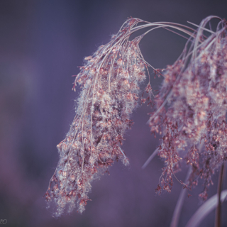 Seedheads in winter