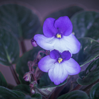 African Violet