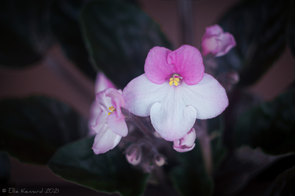 Pink and White African Violet