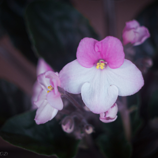 Pink and White African Violet