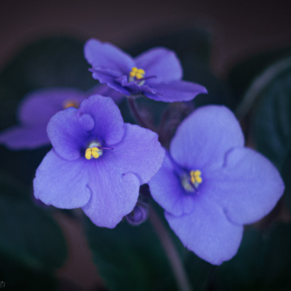 Blue African Violet