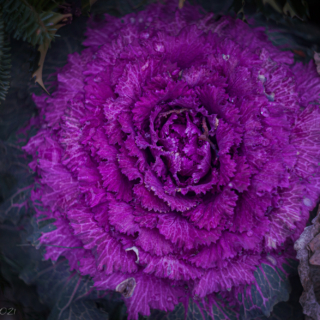 Purple Ornamental Cabbage