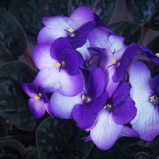 African Violet