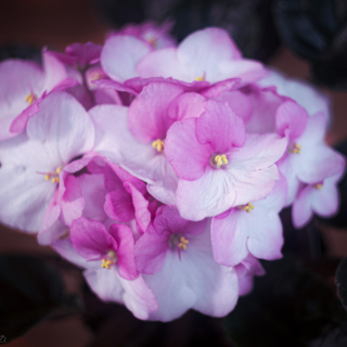 Pink African Violet