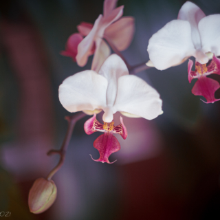 Mini orchid