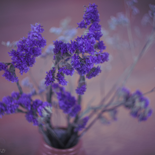 Dried statice flowers