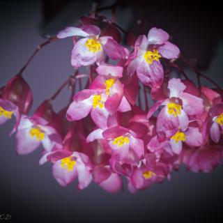 Elephant ear begonia