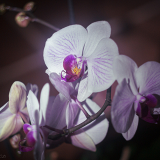 Veined Orchid