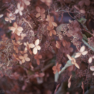 Dried Hydrangeas