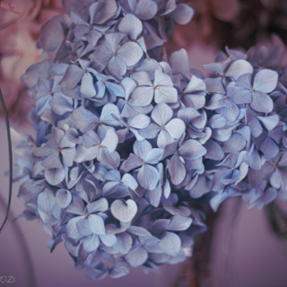 Hydrangea arrangement