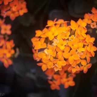 Orange kalanchoe