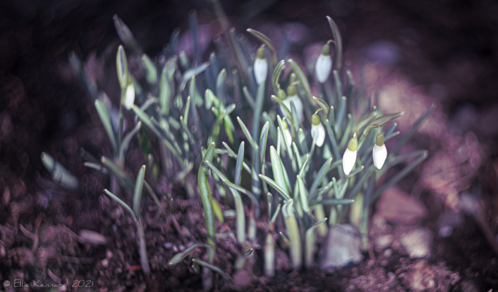Snowdrops - the first