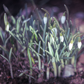 Snowdrops - the first