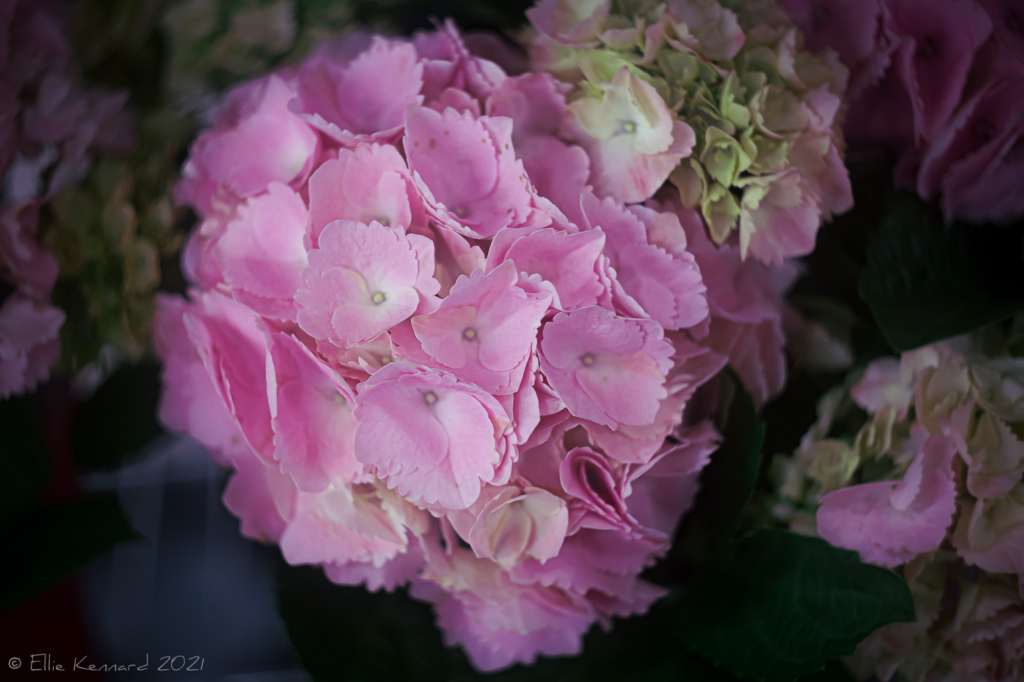 Pink Hortensia